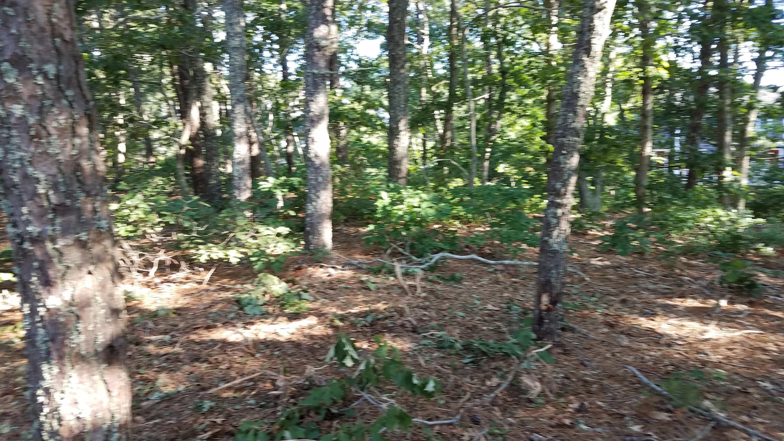 20180712_074041.jpg