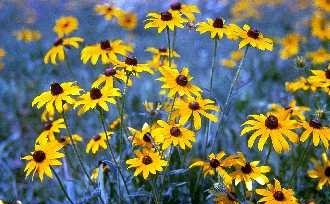 black eyed susan.jpg