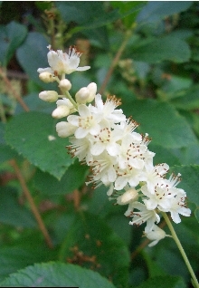 sweet pepperbush.jpg