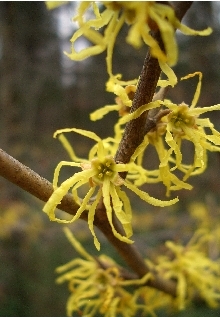 witch hazel.jpg