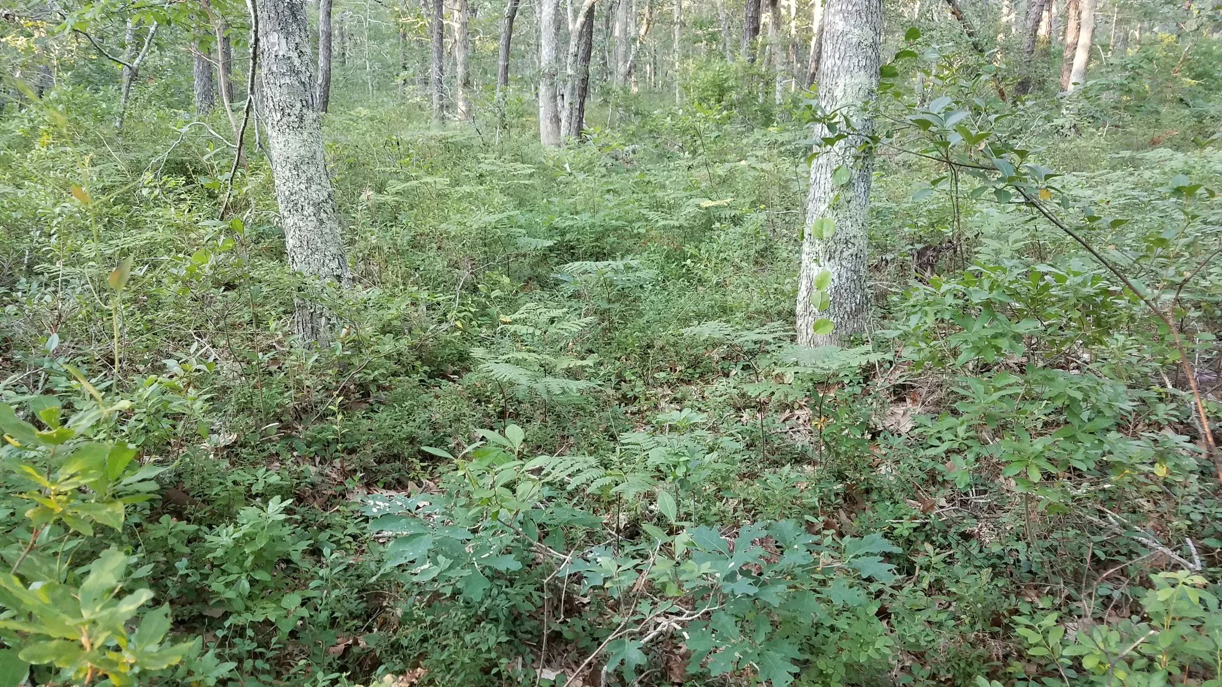 20170809_185049.jpg