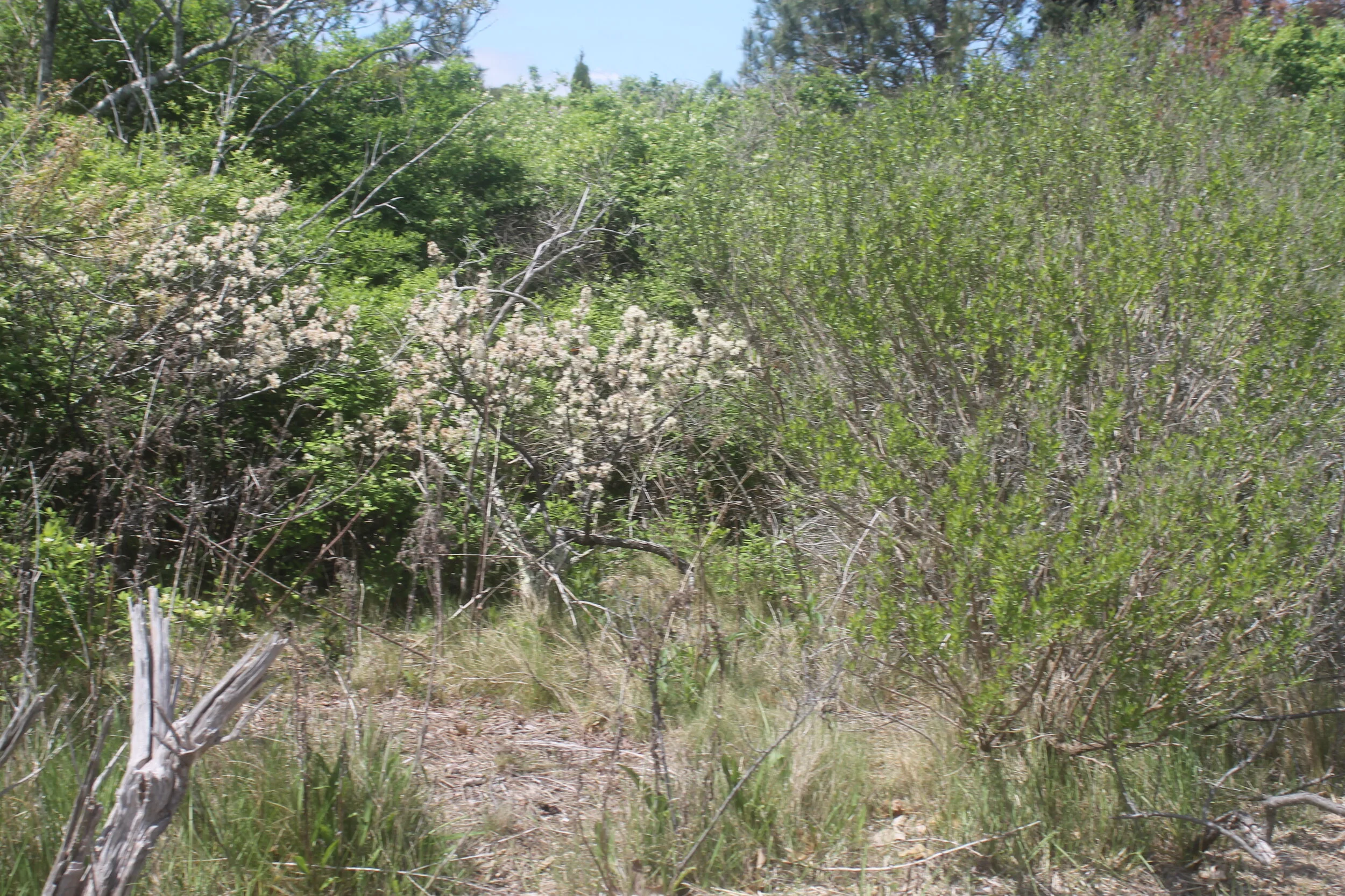 IMG_0481.JPG