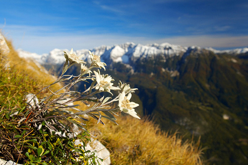 Mountain Flower- Edelweiss