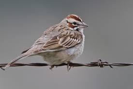 I sing because I'm happy, I sing because I'm free, for His eye is on the sparrow, and I know He watches me. (Missionary of Charity Hymnal)