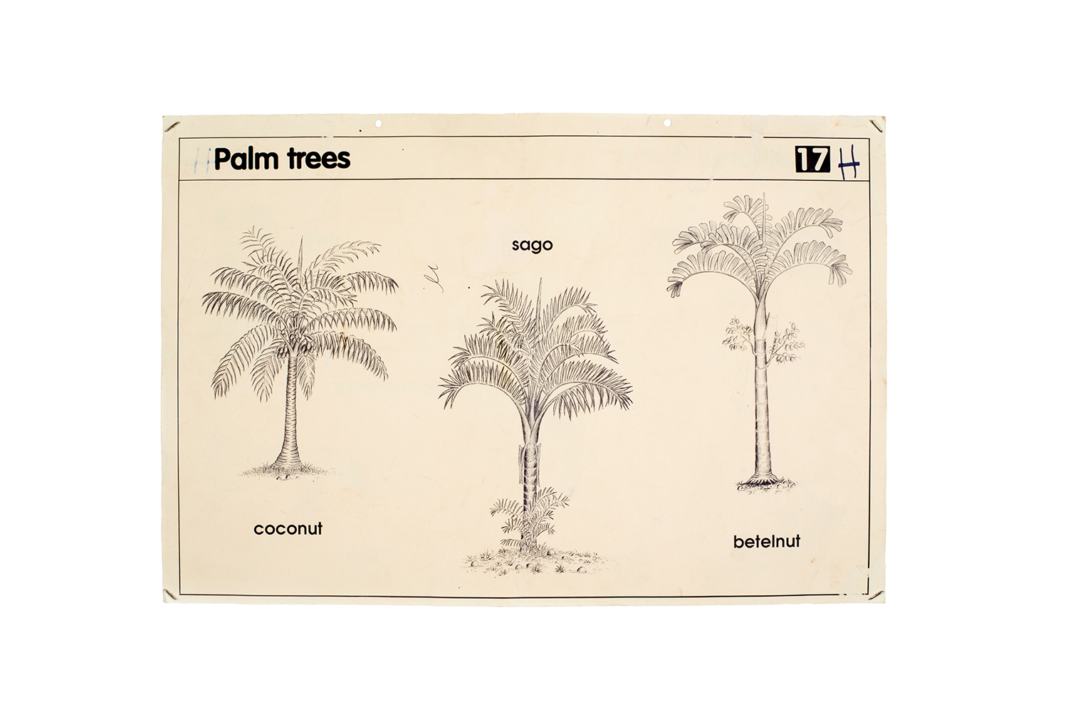  Palm Trees, Educational Poster 