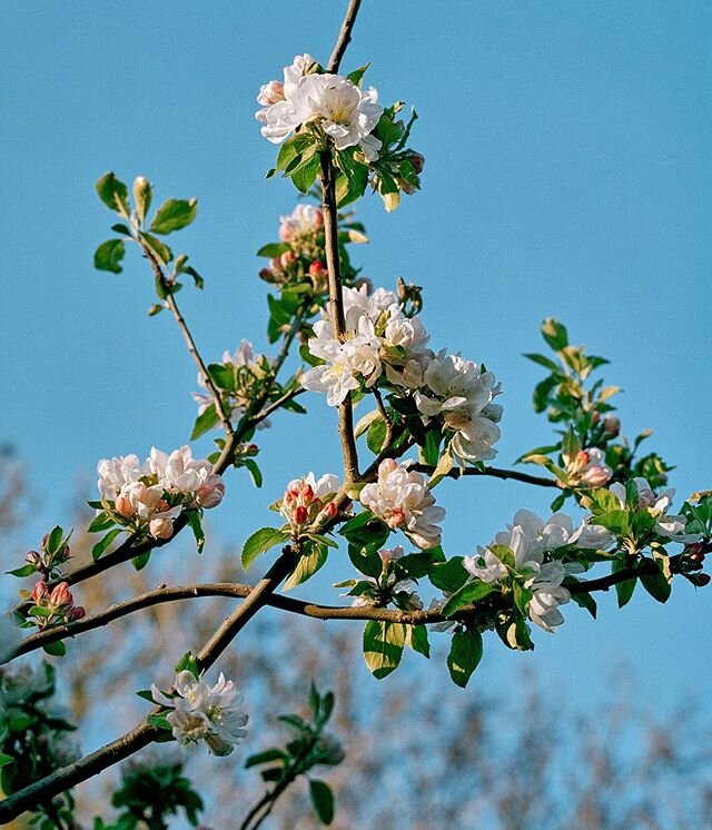 Apple 🍏 blossom.

Two years ago we had a bumper harvest and probably produced over 25L of cider from our tree. We had a break last year after a big pruning. This year we&rsquo;re back!

#horticulture #appleblossom #spring #cider #fujifilm #blossom #