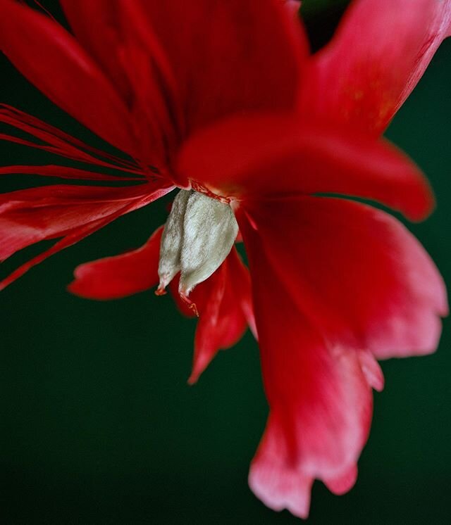 Peonie bird of paradise.

#peonies #horticulturetherapy #stilllife #portra400