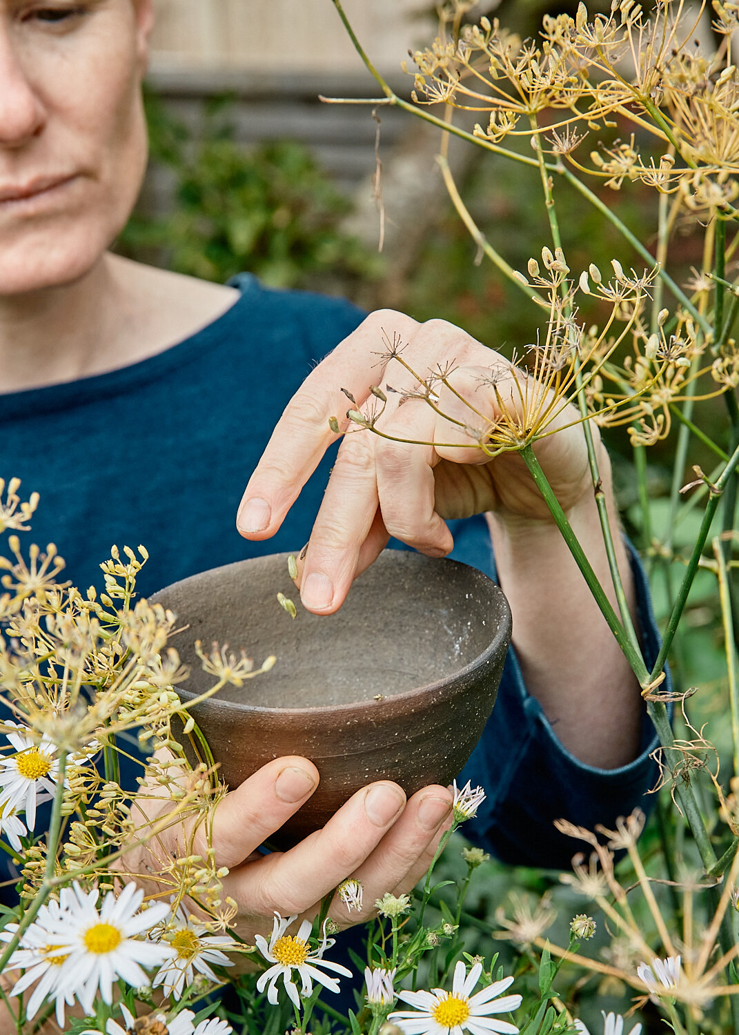 Seed saving: collecting herb fennel seeds for the kitchen 