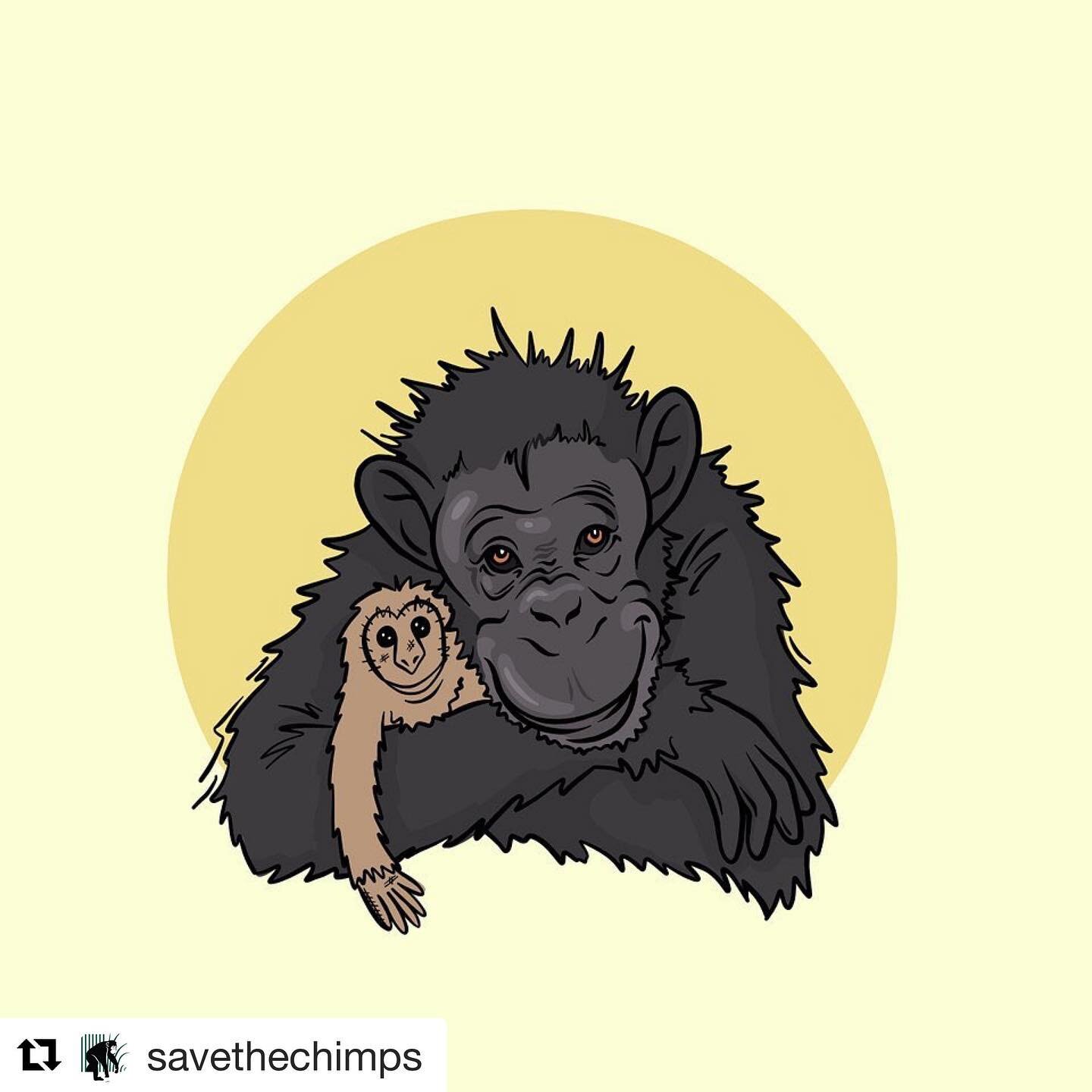 Repost @savethechimps 
・・・
Meet Debbie. This patient and caring chimp was born in Africa sometime in the late 1960's/early 70's. She was captured at the age of 5 and shipped to the U.S. to be used in biomedical research. In 1997, Save the Chimps resc