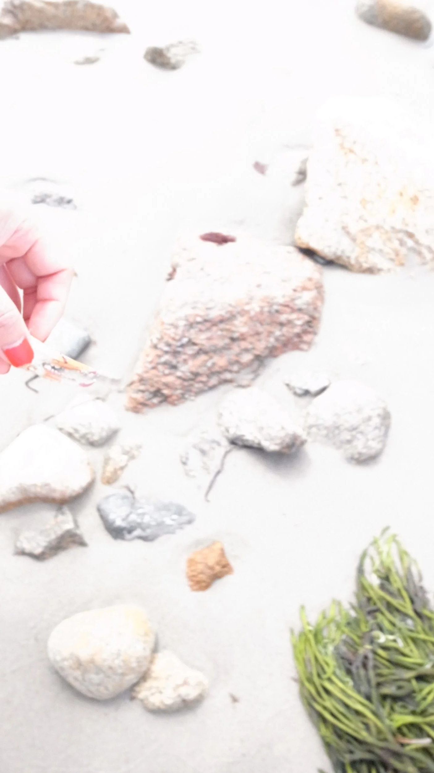 Various rocks and seaweed scattered on sandy beach, with a hand holding a small shell or piece of debris in the lower left corner.