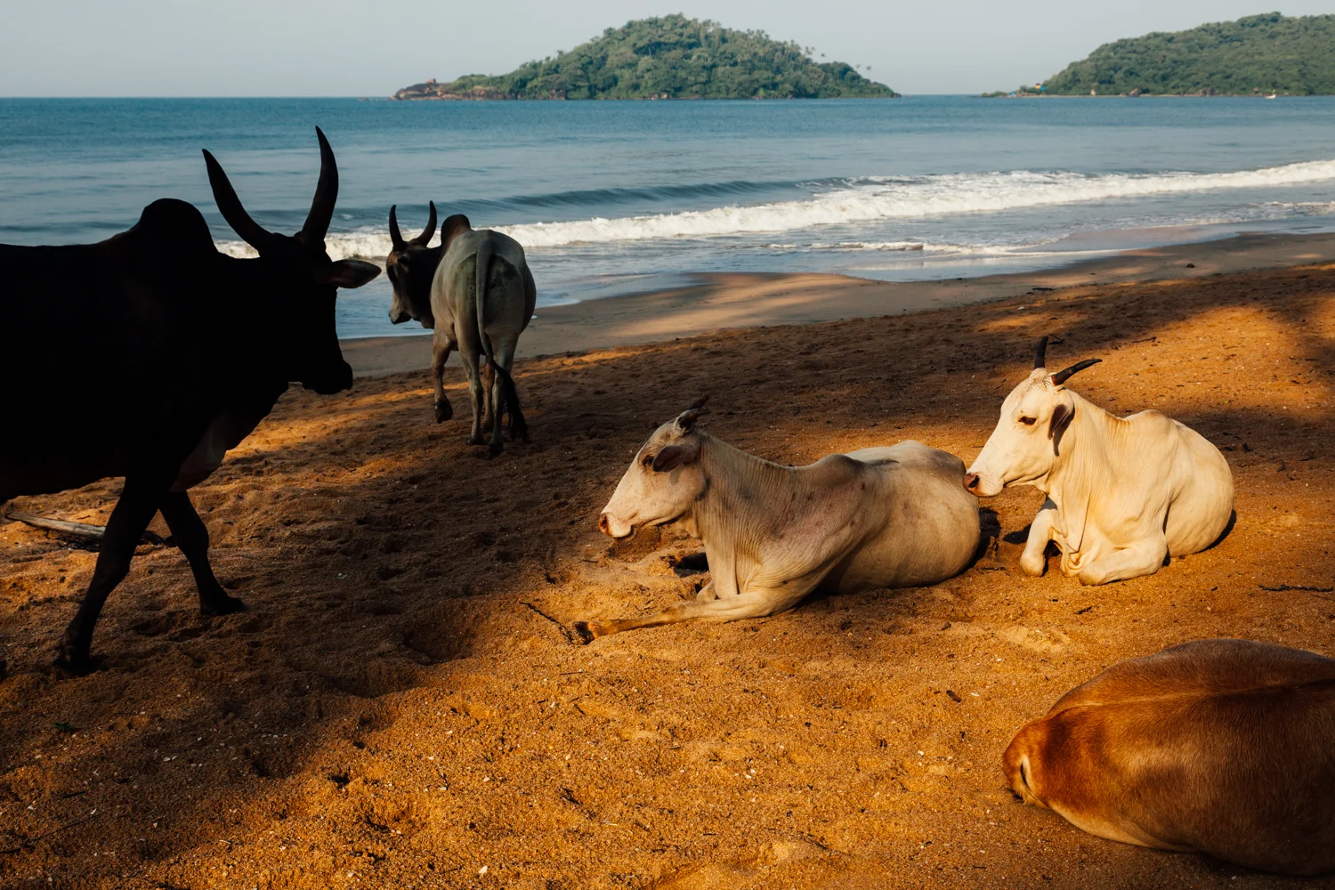 Palolem Beach, Goa