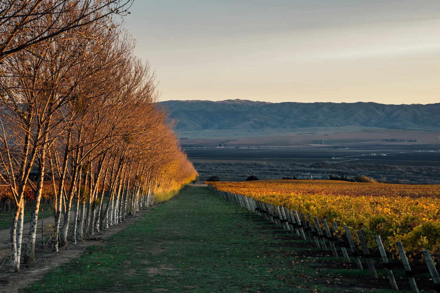 Rosella's Vineyard, Santa Lucia Highlands AVA, Kosta Browne Winery