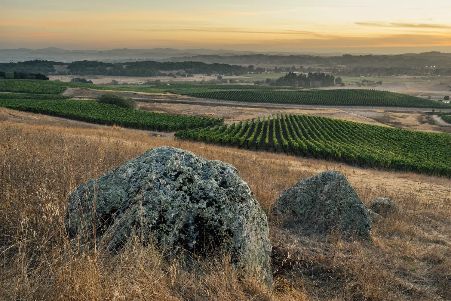 Gap's Crown Vineyard, Sonoma Coast AVA, Kosta Browne Winery