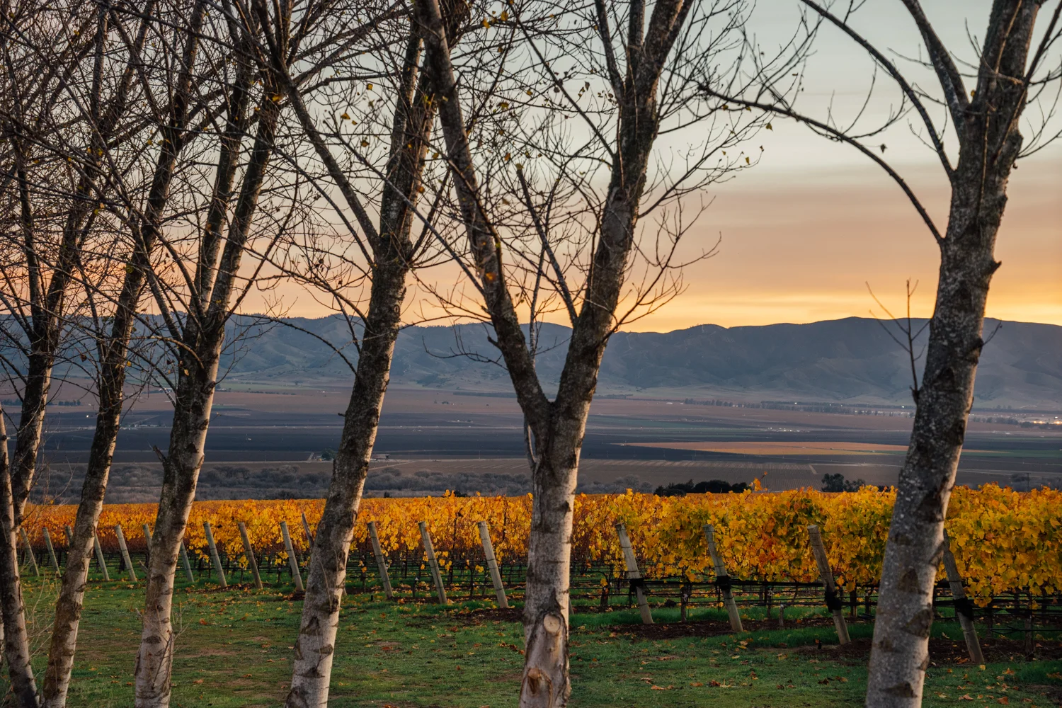 Rosella's Vineyard, Santa Lucia Highlands AVA, Kosta Browne Winery