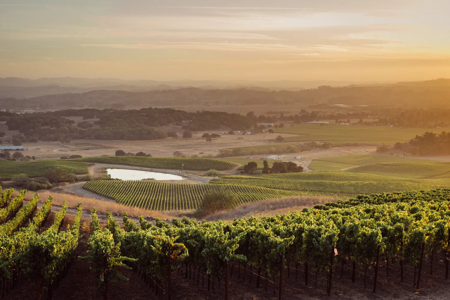 Gap's Crown Vineyard, Sonoma Coast AVA, Kosta Browne Winery