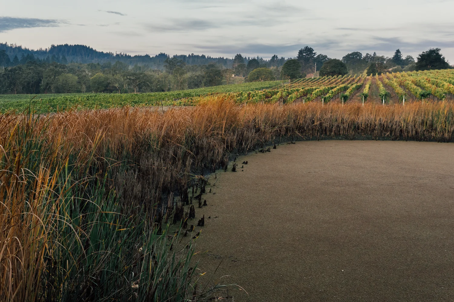Keefer Vineyard, Russian River AVA, Kosta Browne Winery