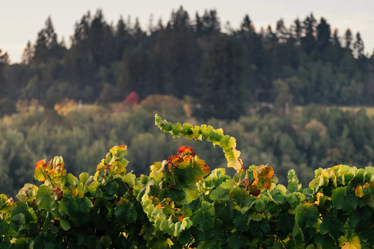 Keefer Vineyard, Russian River AVA, Kosta Browne Winery