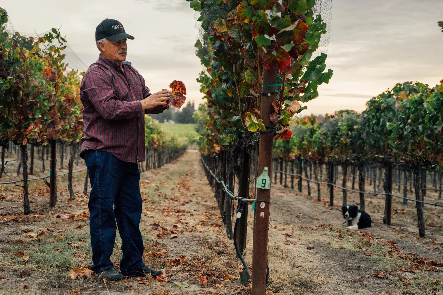 Koplen Vineyard, Russian River AVA, Kosta Browne Winery