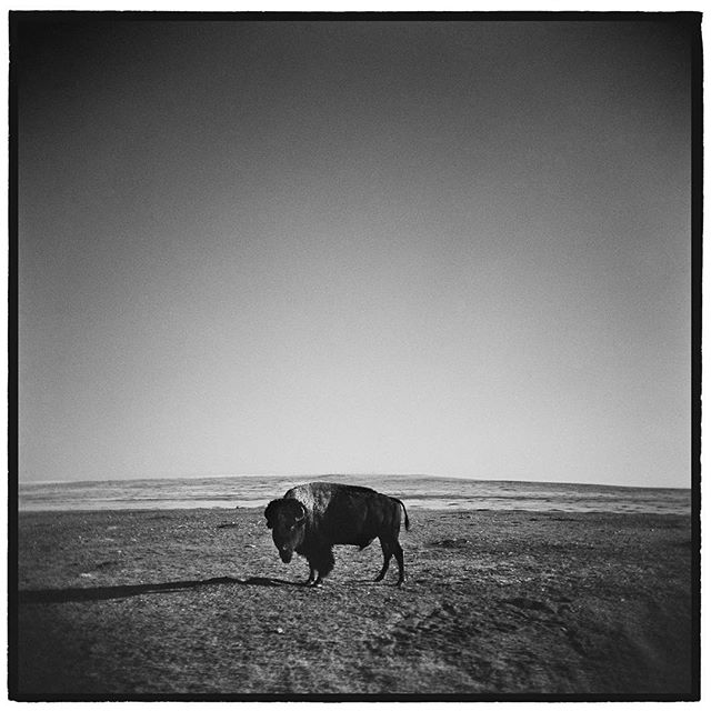 Not a cow. American Bison, Badlands National Park, South Dakota. *
*
*
*
*
*
@mypubliclands @usinterior #mypubliclands #keepitpublic #protectourpubliclands #findyourpark #usinterior #protectthewild #aperturefoundation #lensculture #blackandwhite #hol