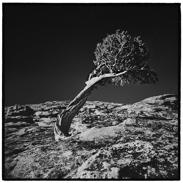 Bent by the brutal winds that sweep over the Sierra crest in winter. Sierra Juniper, Donner Peak, California. *
*
*
*
*
*
*
*
@mypubliclands @usinterior #mypubliclands #keepitpublic #protectourpubliclands #findyourpark #usinterior #protectthewild #ap