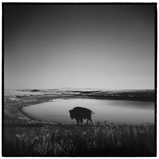American Bison, Badlands National Park, South Dakota. *
*
*
*
*
*
*
*
*
@mypubliclands @usinterior #mypubliclands #keepitpublic #protectourpubliclands #findyourpark #usinterior #protectthewild #aperturefoundation #lensculture #blackandwhite #holga #f
