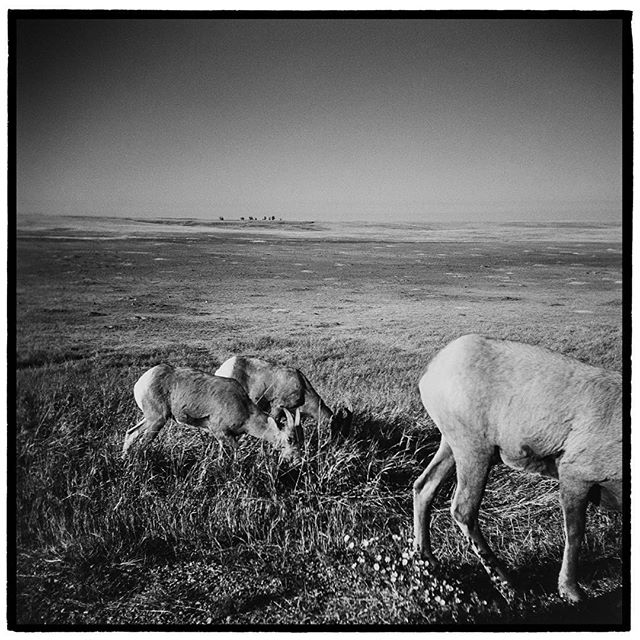 Bighorn sheep graze alongside a vast prairie dog town in Badlands National Park, South Dakota. *
*
*
*
*
*
*
*
*
@mypubliclands @usinterior #mypubliclands #keepitpublic #protectourpubliclands #findyourpark #usinterior #protectthewild #aperturefoundat