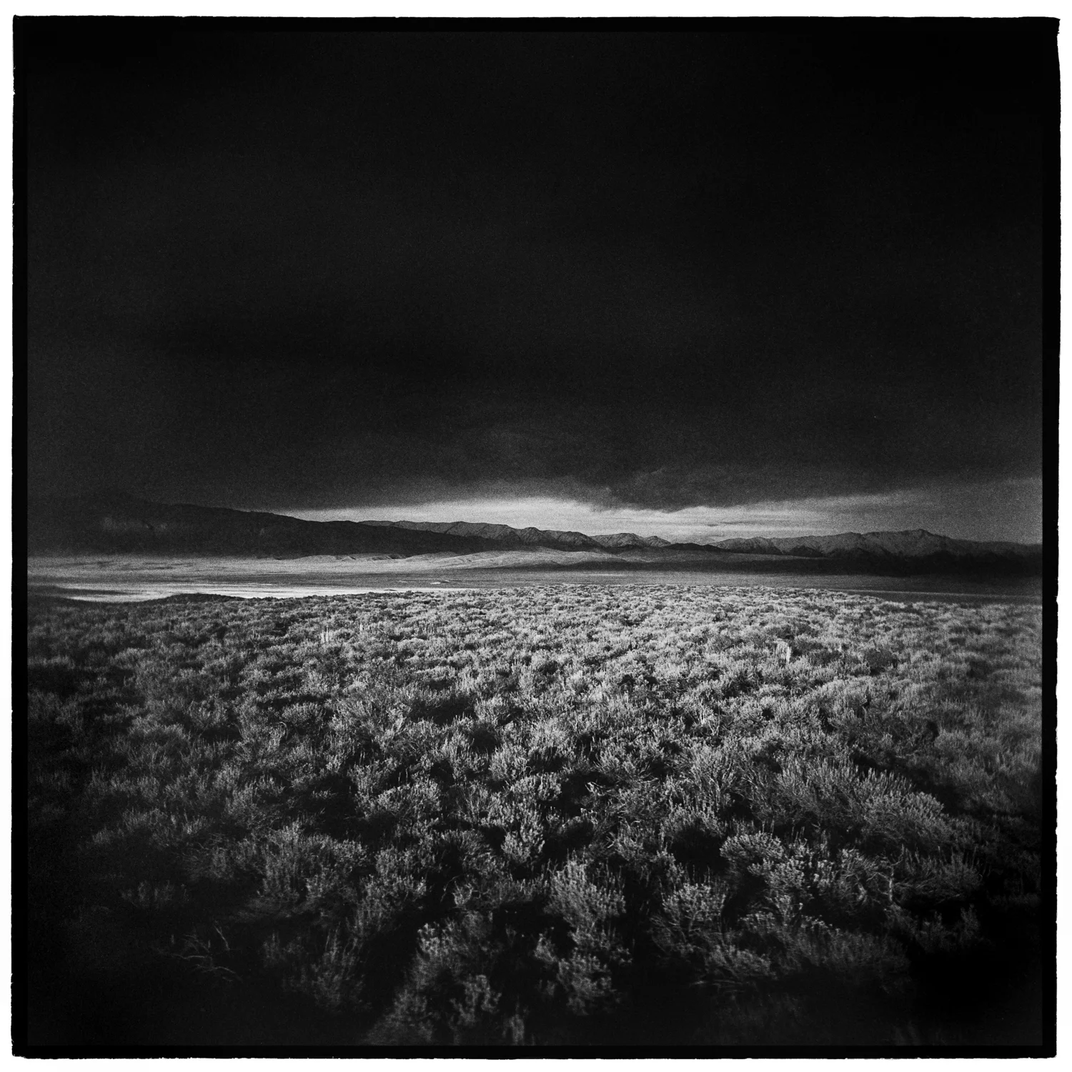 Sagebrush, Long Valley Caldera, California