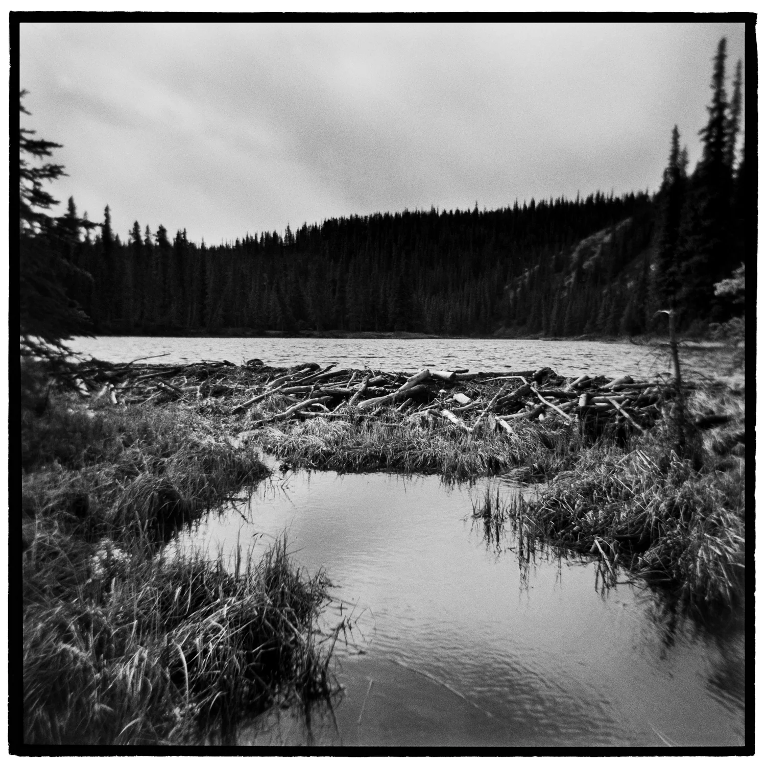 Horseshoe Lake, Denali National Park, Alaska