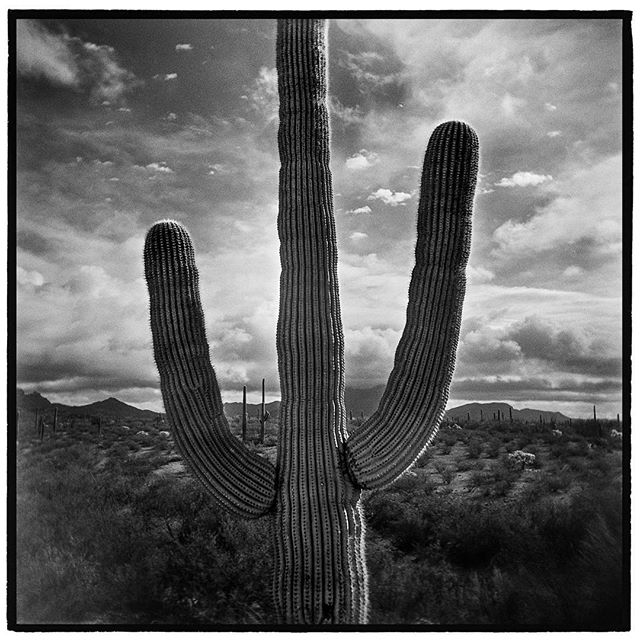The trident of the desert, the great saguaro cactus. Sonoran Desert, Organ Pipe Cactus National Monument, Arizona. *
*
*
*
*
*
*
*
@mypubliclands @usinterior #mypubliclands #keepitpublic #protectourpubliclands #findyourpark #usinterior #protectthewil