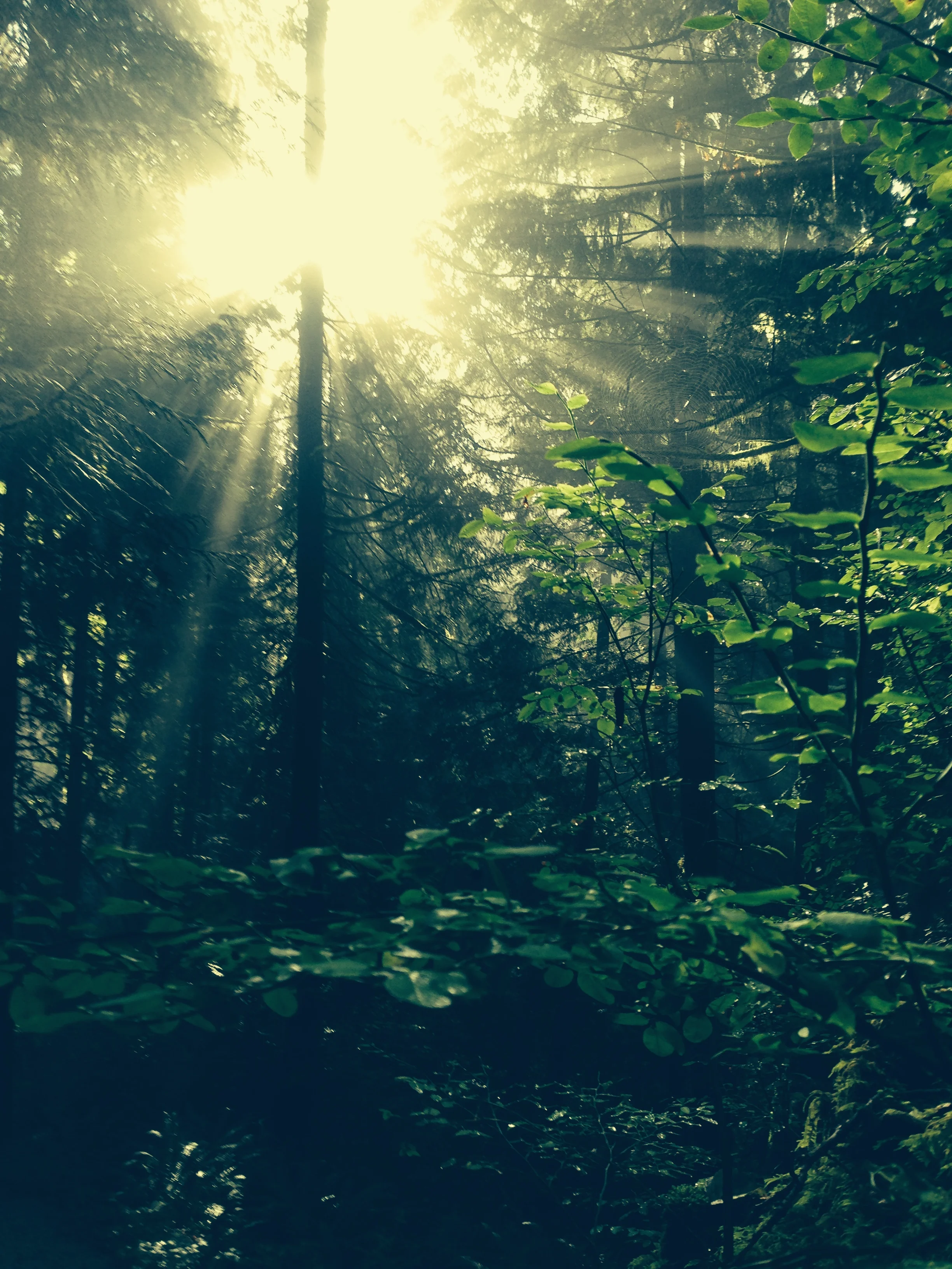 Autum light - Baden Powell 