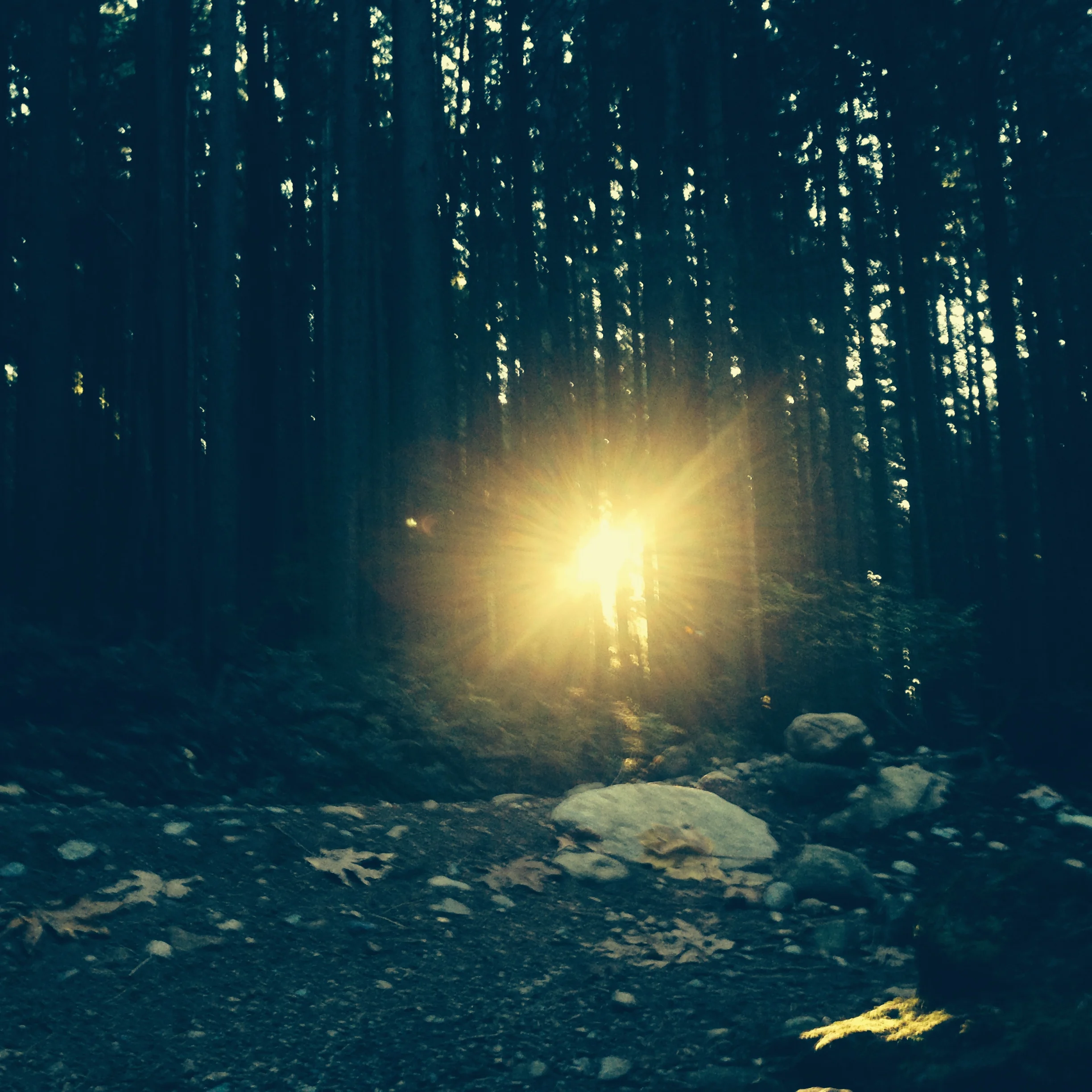 UFO-like light in the forest 