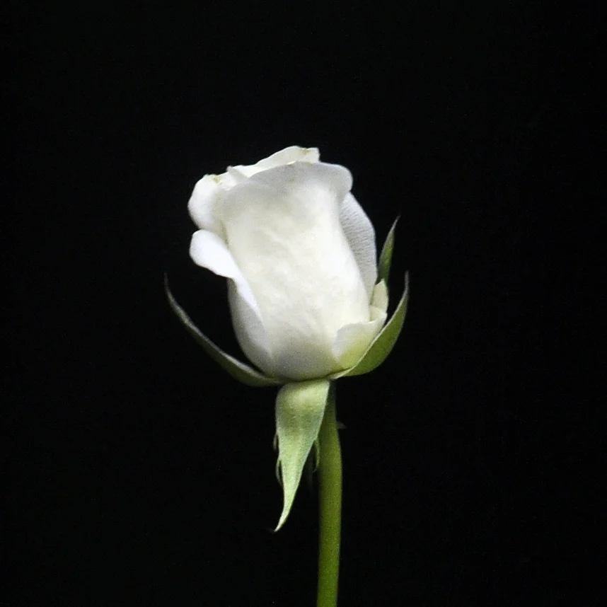 _DSC0118.Ecrop.jpg