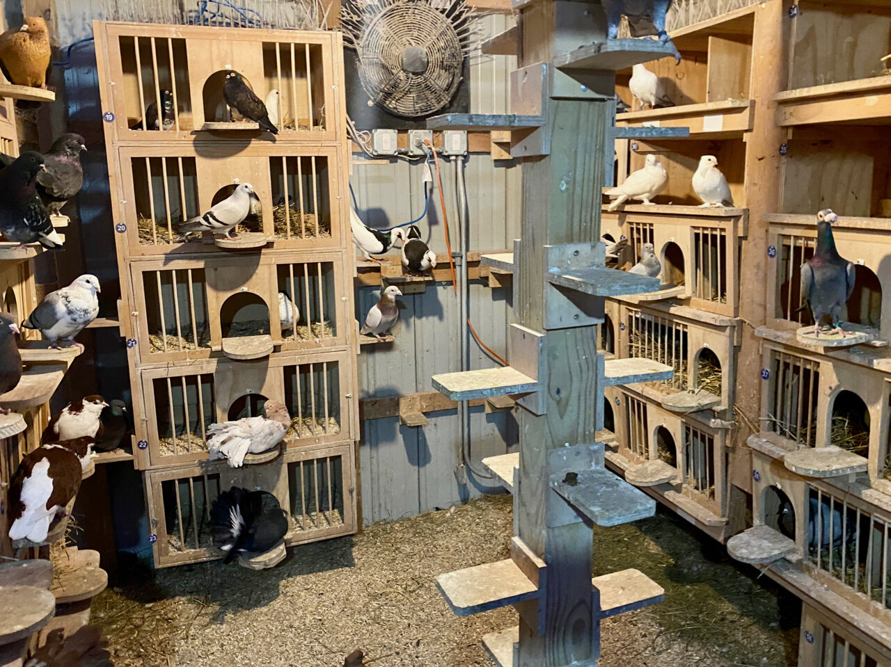  A huge variety of pigeon breeds at the Nye/Brown property. Charles Darwin used domesticated pigeon breeds as examples of how artificial selection can rapidly change the appearance of pigeons. All of the diverse breeds of pigeon were developed from t