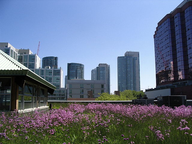Mountain Equipment Co-op green roof in Toronto. Photo: Skeezix1000 CC 2.0
