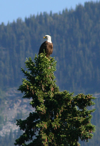 Bald Eagle on the Upper Fraser Ranch