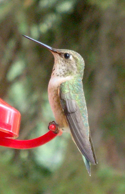 Hummingbirds of the Robson Valley