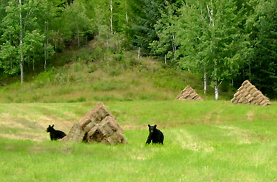 Young bears playing on the hay stacks.