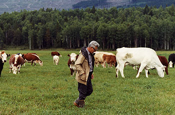 Dr. Betkowski with cow herd, Upper Fraser Ranch
