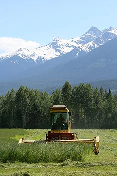 Upper Fraser Ranch, Haying season