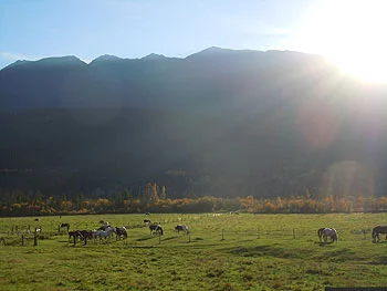 Grazing horses on Upper Fraser Ranch