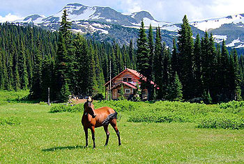 Horse hiking in the high country