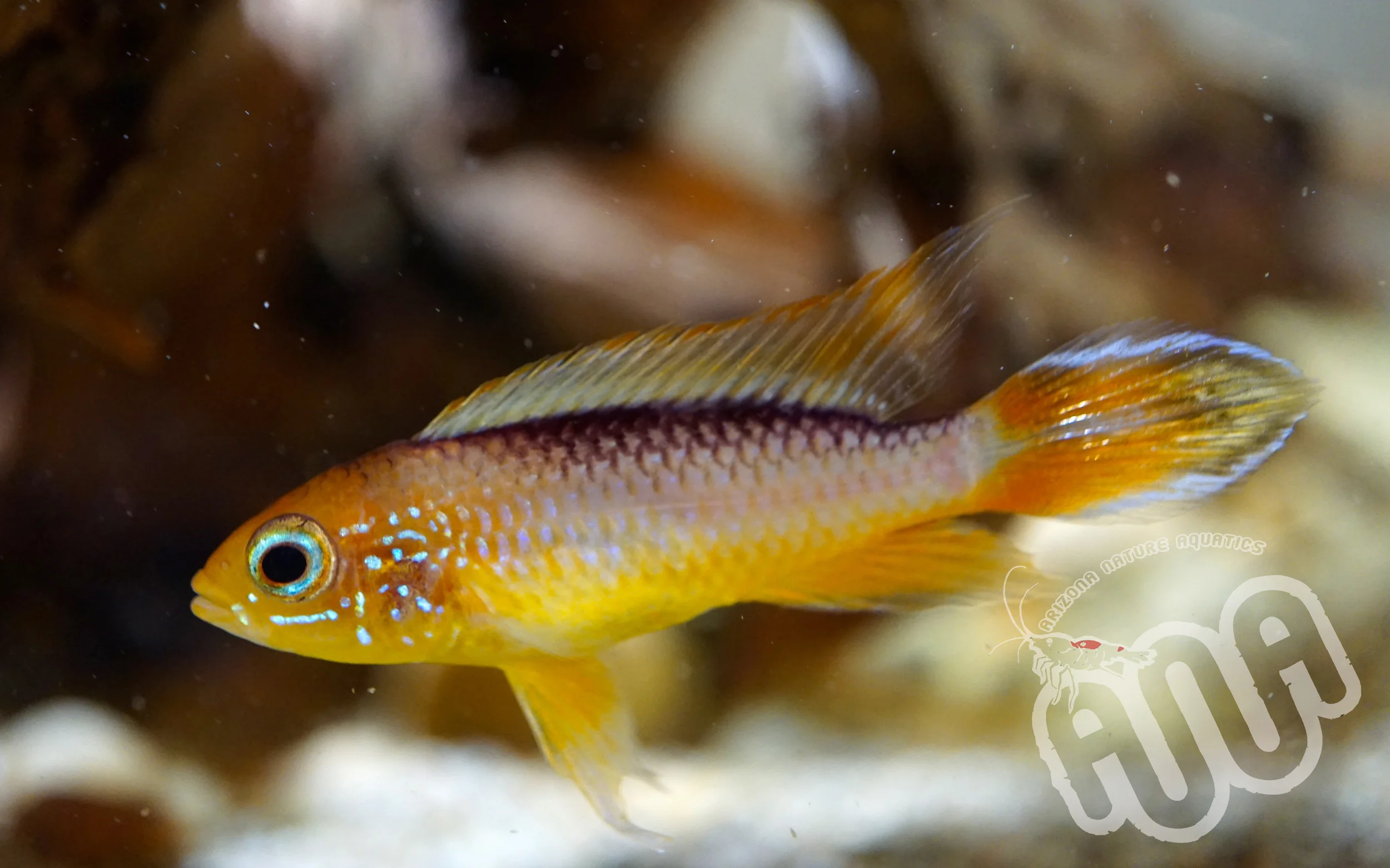 Apisto agasizzi orange fire.jpg