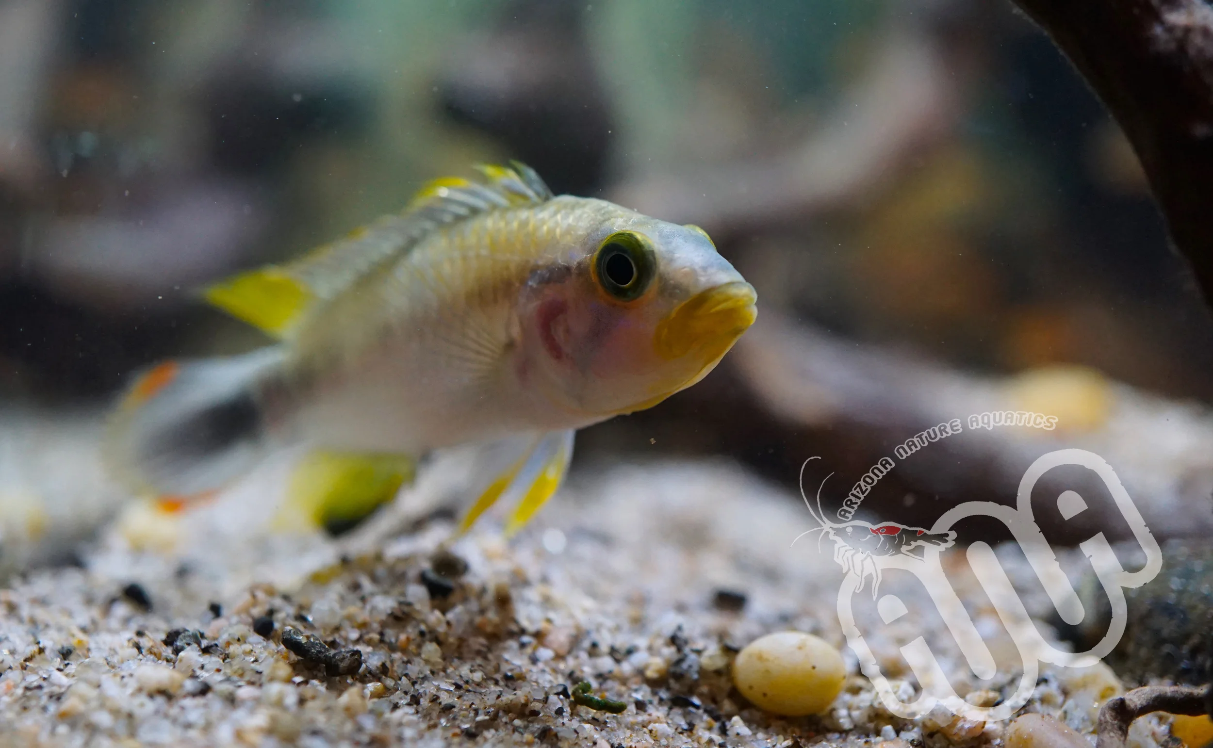 Apisto Pandurini.jpg