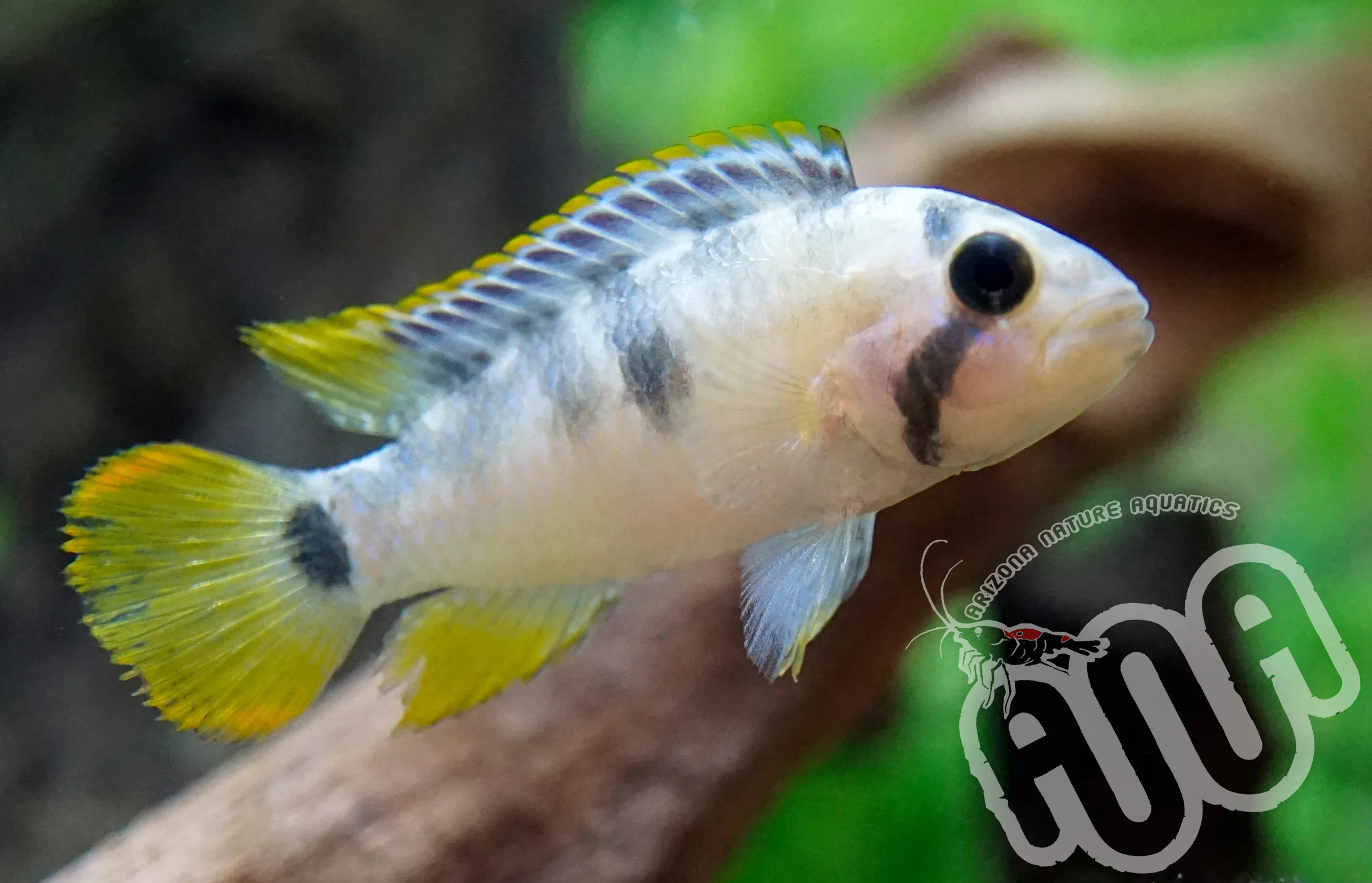 ApistoGramma Nijsseni.jpg