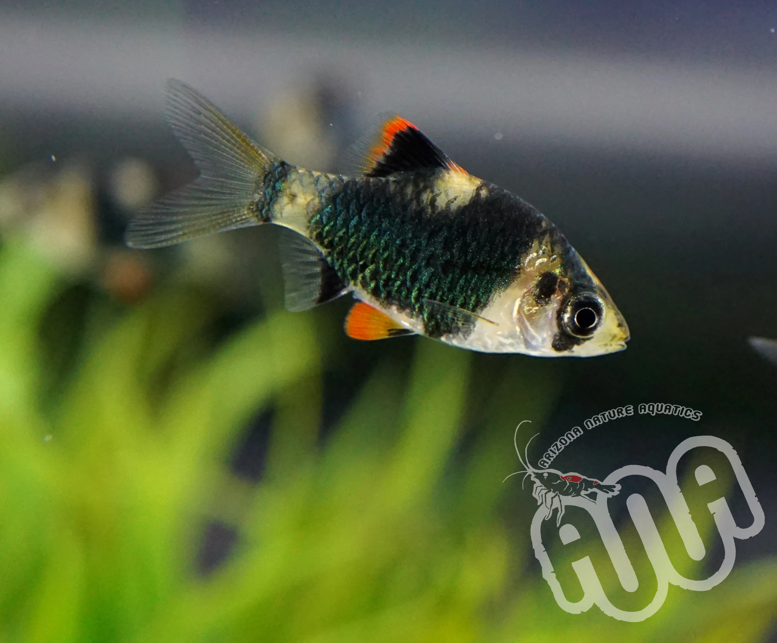 Green Tiger Barb.jpg