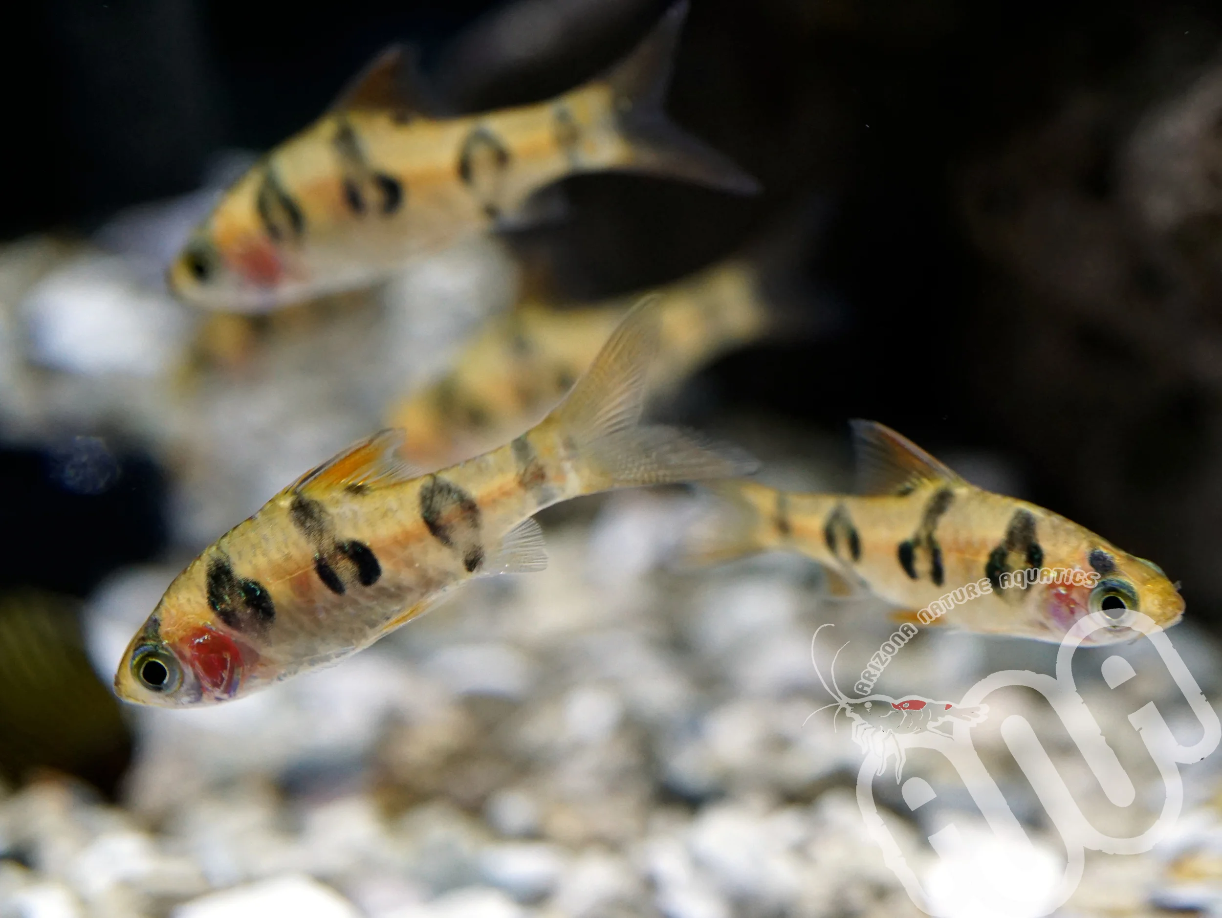 Snakeskin barb.jpg