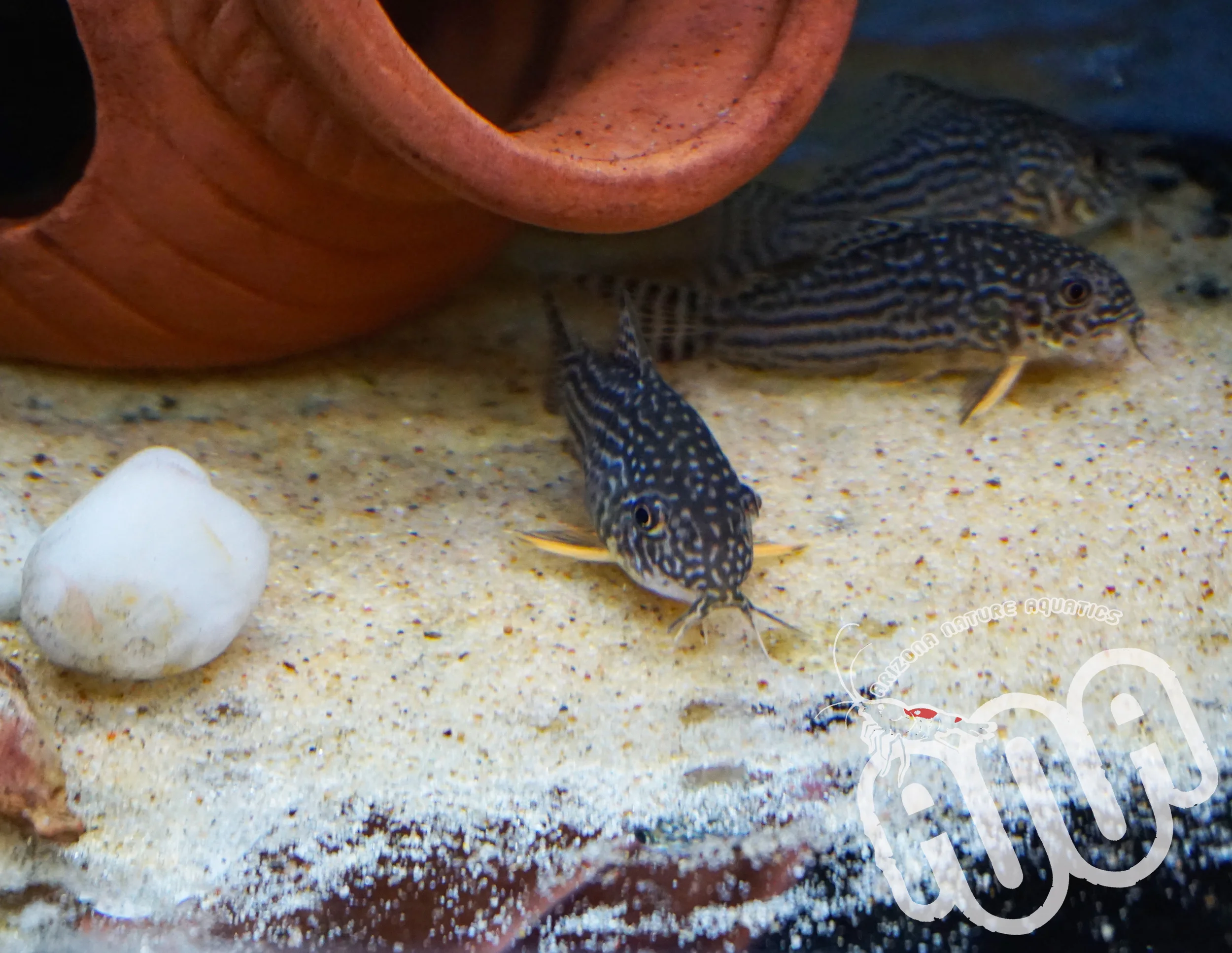 Sterbai Corydoras 2.jpg