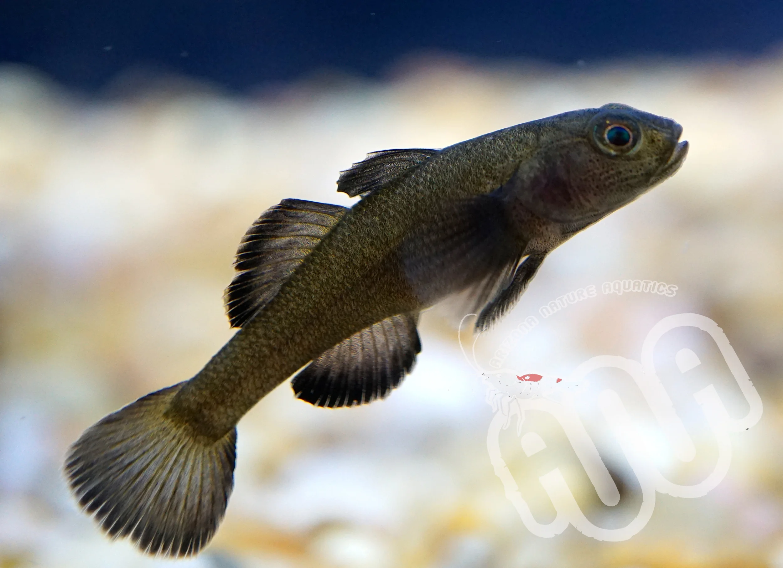 Black Totaja Goby.jpg