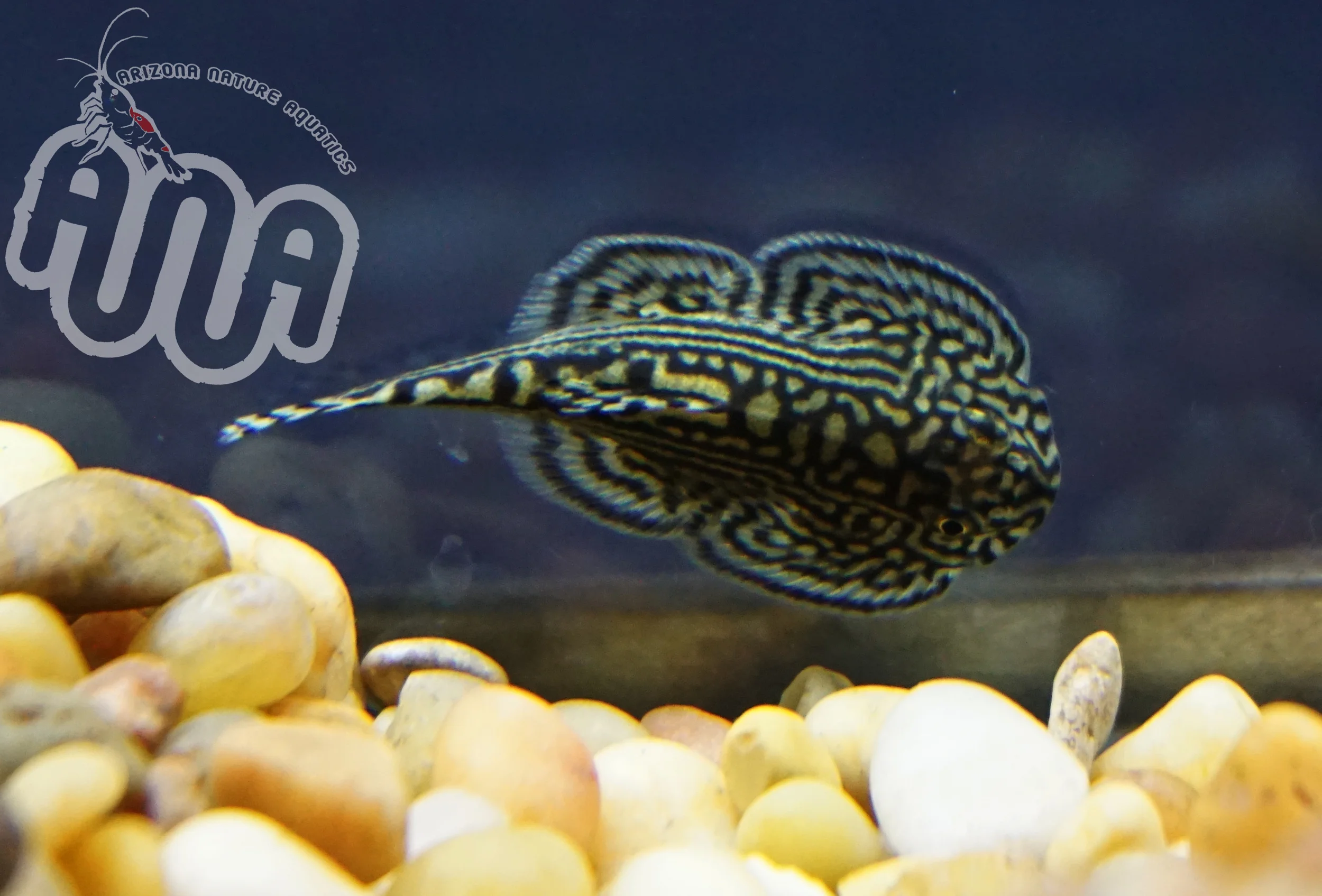 Butterfly Hillstream Loach.jpg