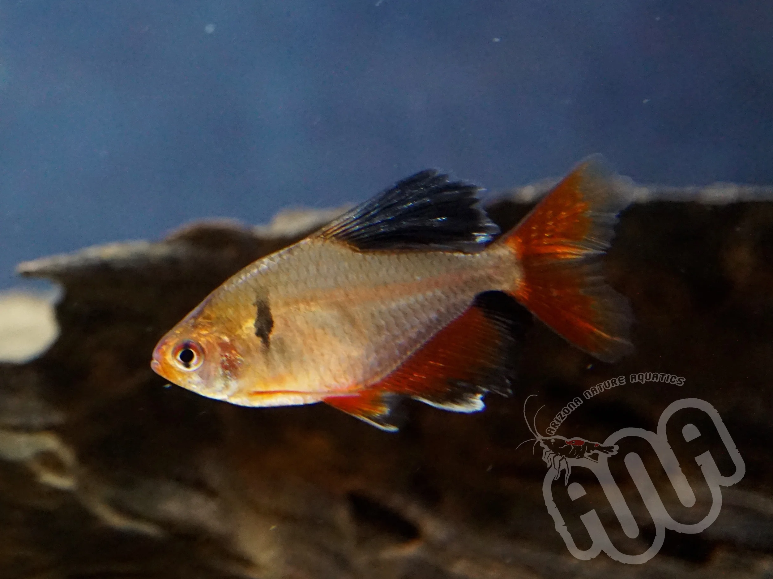 Longfin Serpae.jpg